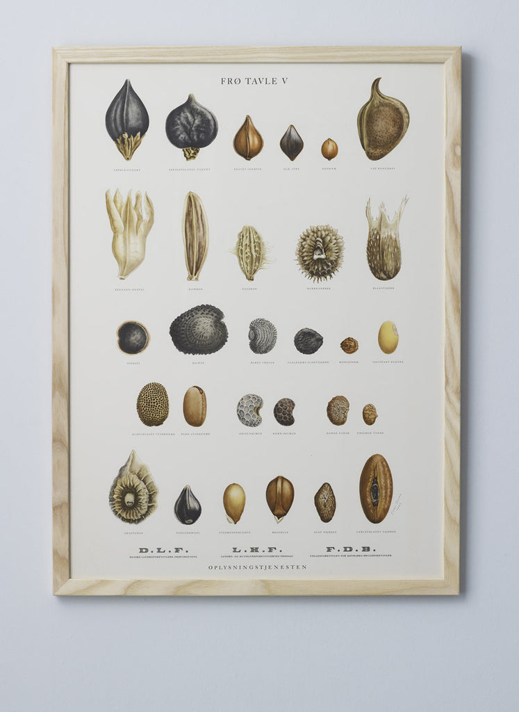 Framed Vintage Seed Illustrations
